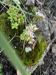 Sedum cockerellii