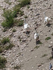 Anser anser domesticus