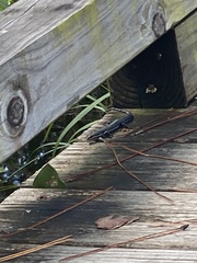 Plestiodon inexpectatus