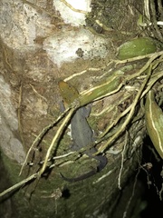 Gonatodes albogularis