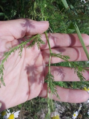 Anthemis arvensis