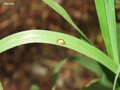 Charidotella succinea