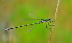 Lestes virens
