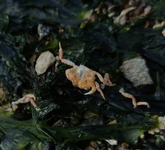 Hemigrapsus oregonensis