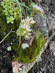 Sedum cockerellii