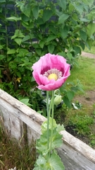 Papaver somniferum