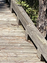 Plestiodon inexpectatus