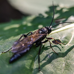 Coelichneumon