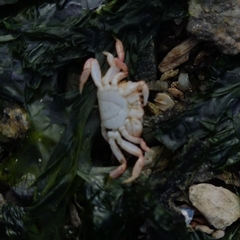 Hemigrapsus oregonensis