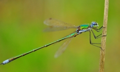 Lestes virens