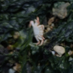 Hemigrapsus oregonensis