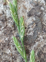 Lolium multiflorum