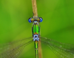 Lestes virens