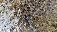 Ranunculus aquatilis