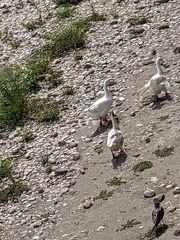 Anser anser domesticus