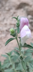 Antirrhinum