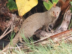 Urva auropunctata