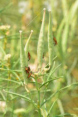 Oncopeltus fasciatus