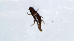 Meloidae