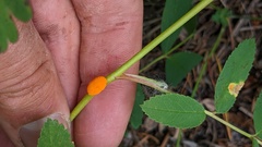 Phragmidium rosae-multiflorae