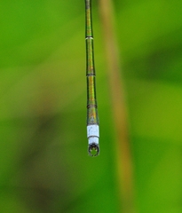 Lestes virens
