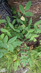 Phragmidium rosae-multiflorae