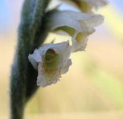 Spiranthes spiralis