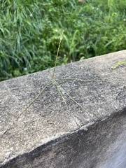 Digitaria sanguinalis