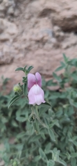 Antirrhinum