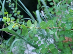 Phyllanthopsis phyllanthoides