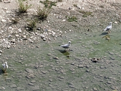 Chroicocephalus ridibundus