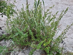 Phyllanthopsis phyllanthoides