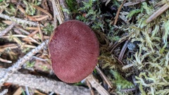 Tricholomopsis rutilans