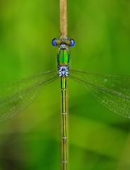 Lestes virens