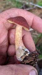 Tricholomopsis rutilans