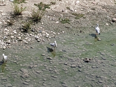 Chroicocephalus ridibundus