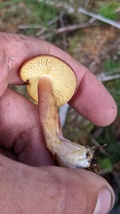 Tricholomopsis rutilans