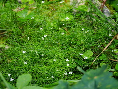 Moehringia muscosa