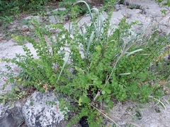 Phyllanthopsis phyllanthoides