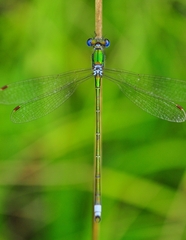 Lestes virens