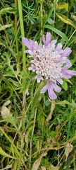 Scabiosa