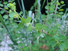 Phyllanthopsis phyllanthoides