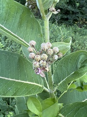 Asclepias syriaca