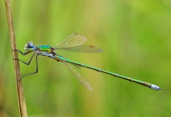 Lestes virens