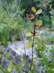 Phyllanthopsis phyllanthoides