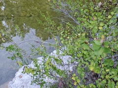 Phyllanthopsis phyllanthoides