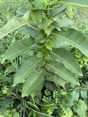 Asclepias syriaca
