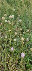 Scabiosa