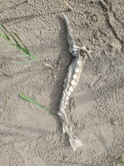 Acipenser fulvescens