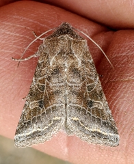 Lacinipolia erecta